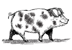 MONTAU