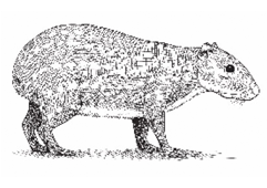 PACA