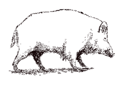 LINGUIÇAS