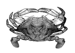 SIRI MOLE
(Soft Shell Crab)